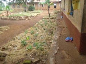 Gardens at Kitamba Primary School